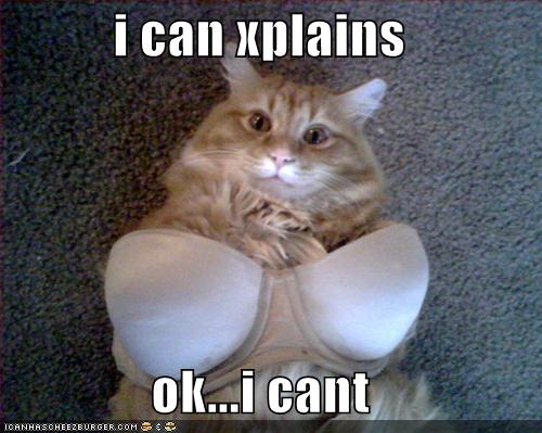 funny-pictures-cat-is-trying-on-your-underwear.jpg